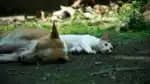 cão gato abrigo animais