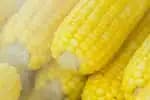 Embrapa mantém o Banco Ativo de Germoplasma de Milho, que guarda quase quatro mil variedades do cereal sob temperatura controlada.